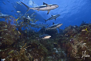 Here they come .....lots of Reef Sharks come to perform a... by Steven Anderson 